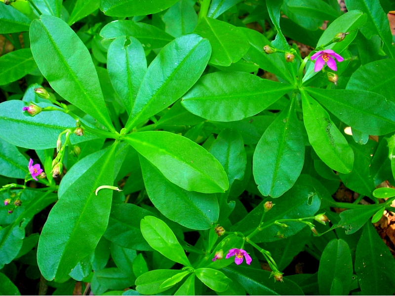 13 Health Benefits of Waterleaf Efo Gure You Never Knew.dailyfamily.ng