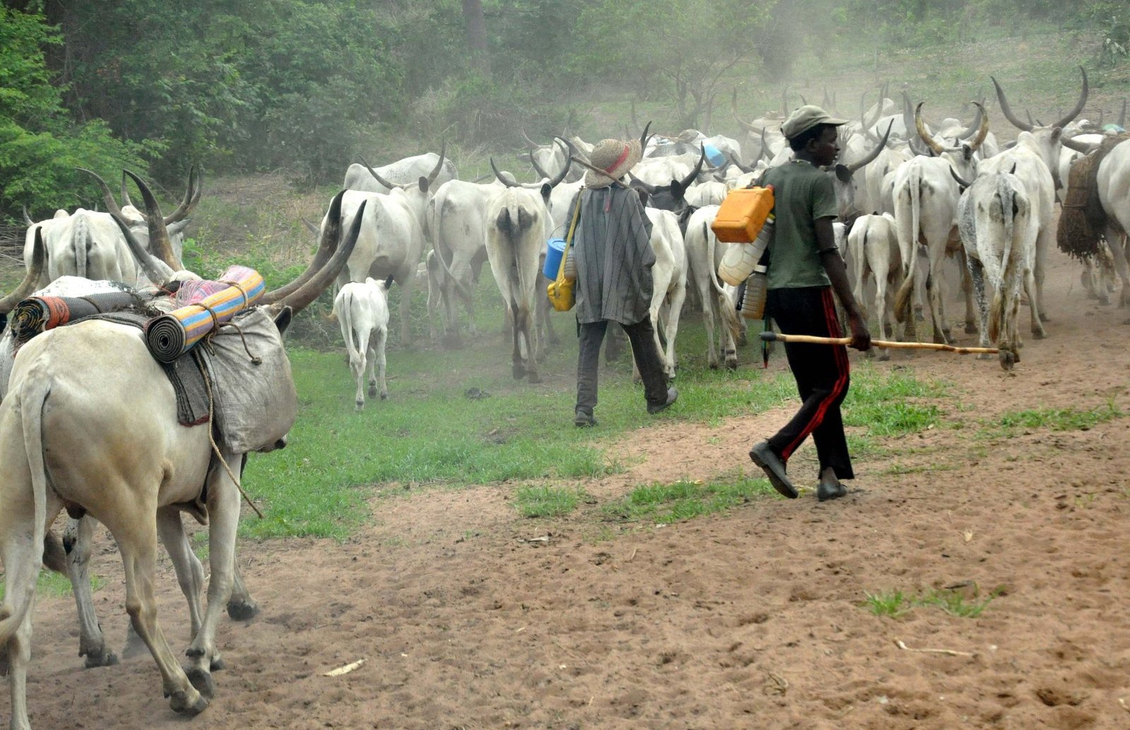 Fulani Herdsmen Take Oyo Govt, Oyo Assembly To Court Over Anti-grazing Law