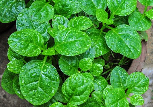 8 Health Benefits of Amunututu (Malabar spinach)