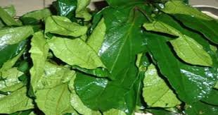 Ugu Leaves Fluted Pumpkin Health Benefits