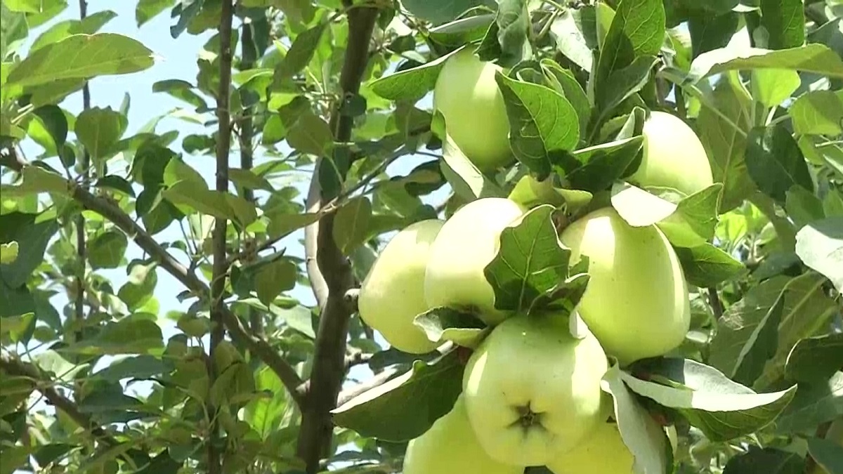 do apples grow in jos nigeria