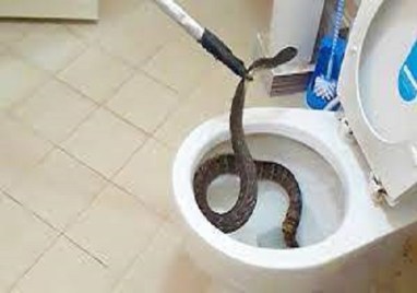 How Do Snakes Get In Toilets Preventive Measures