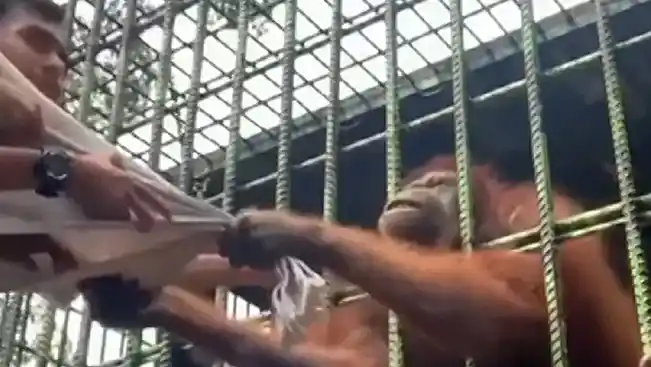 VIRAL VIDEO_ Orangutan Grab Visitor Through Cage At Indonesian Zoo, Refuse To Let Go