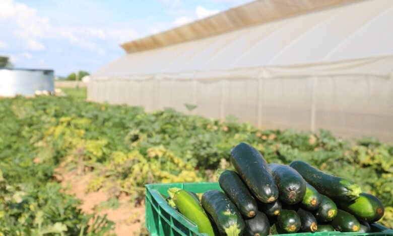 Cucumber Farming In Nigeria